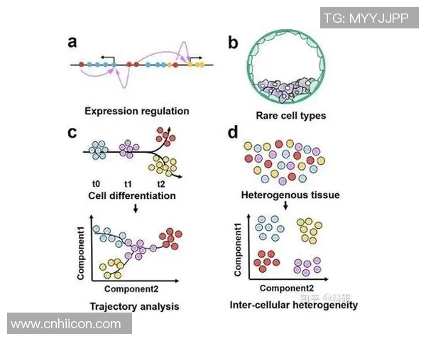 深入探讨成都羽毛球队成员个人能力差异及其对团队表现的影响分析